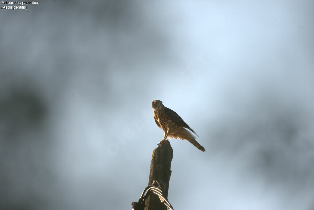 Northern Goshawkjuvenile