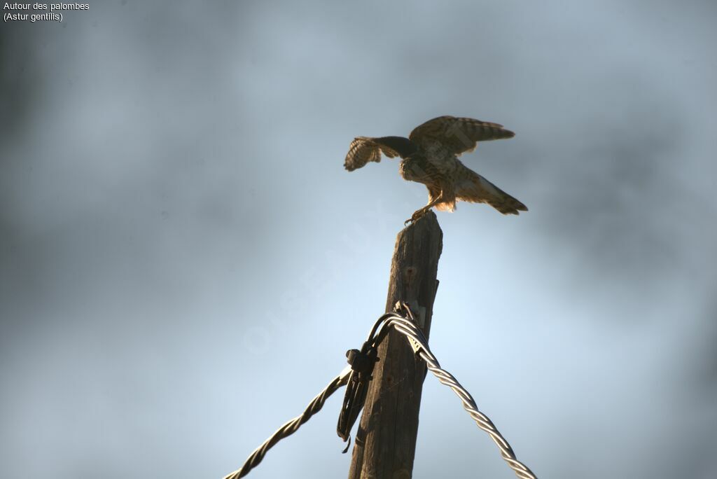 Northern Goshawkjuvenile