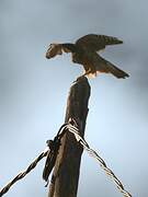 Eurasian Goshawk