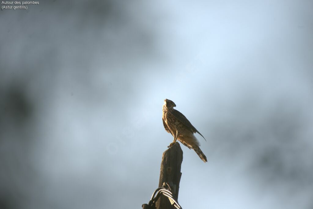 Northern Goshawkjuvenile