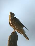 Eurasian Goshawk