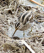 Common Snipe