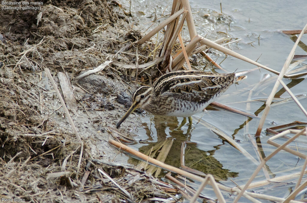 Common Snipe