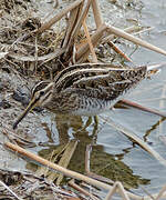 Common Snipe