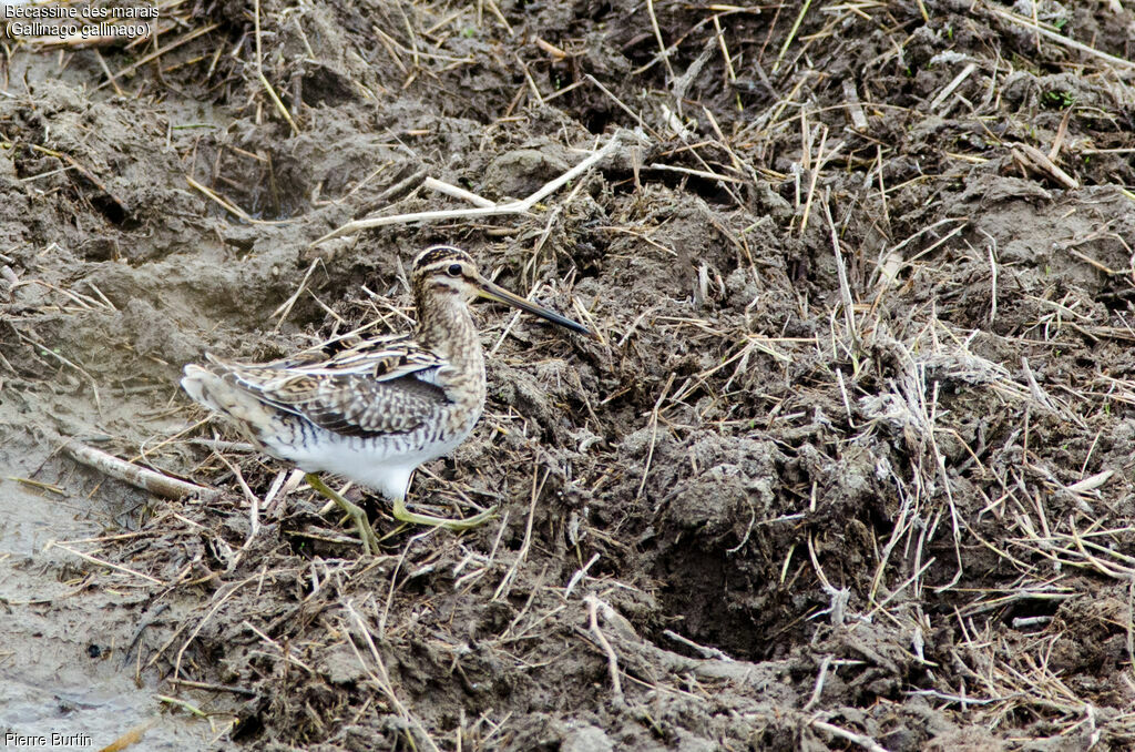 Common Snipe