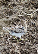 Common Snipe