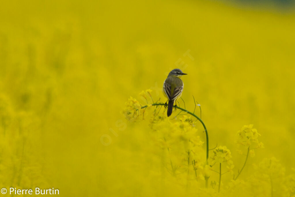 Western Yellow Wagtail