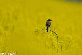 Western Yellow Wagtail