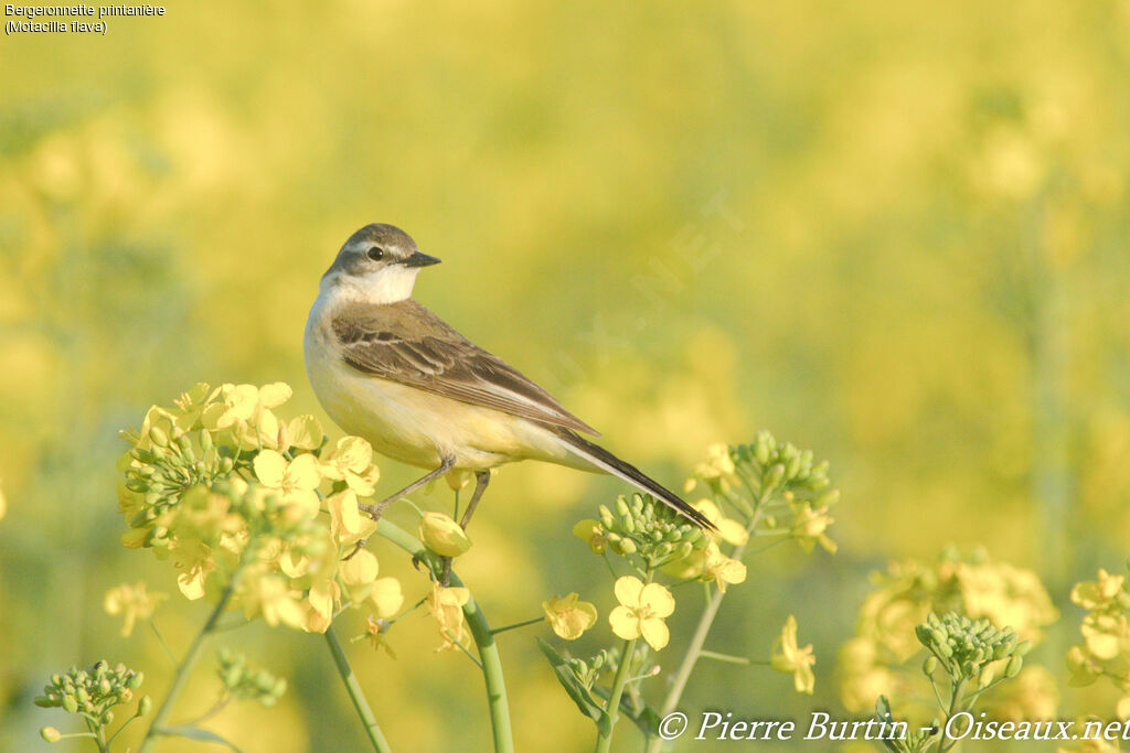 Western Yellow Wagtail