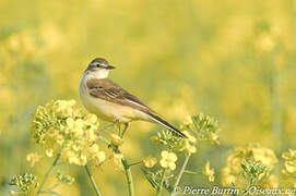 Western Yellow Wagtail