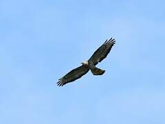 European Honey Buzzard