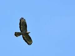 European Honey Buzzard