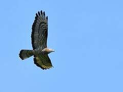 European Honey Buzzard