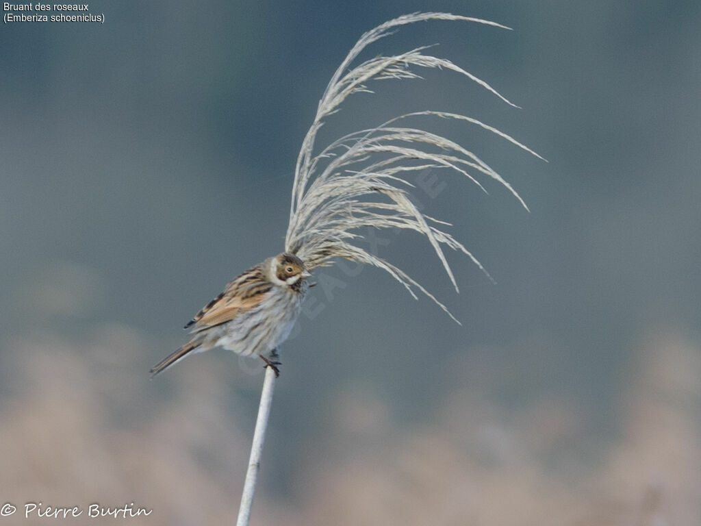 Common Reed Bunting