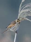 Common Reed Bunting