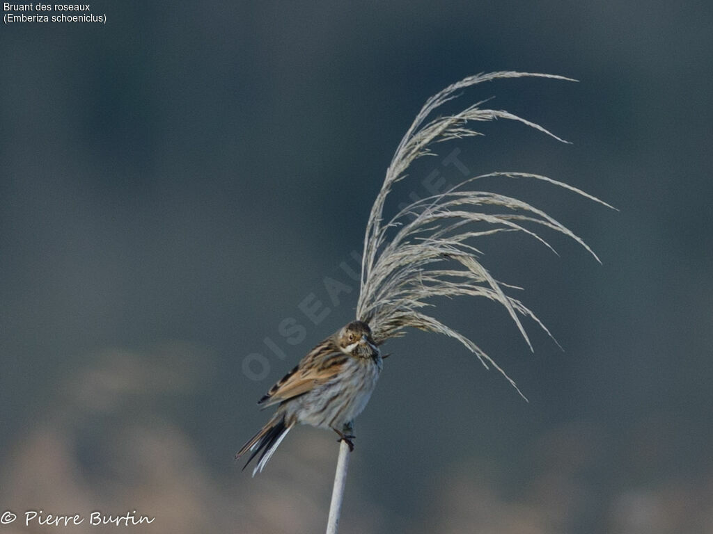 Common Reed Bunting