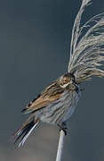 Common Reed Bunting