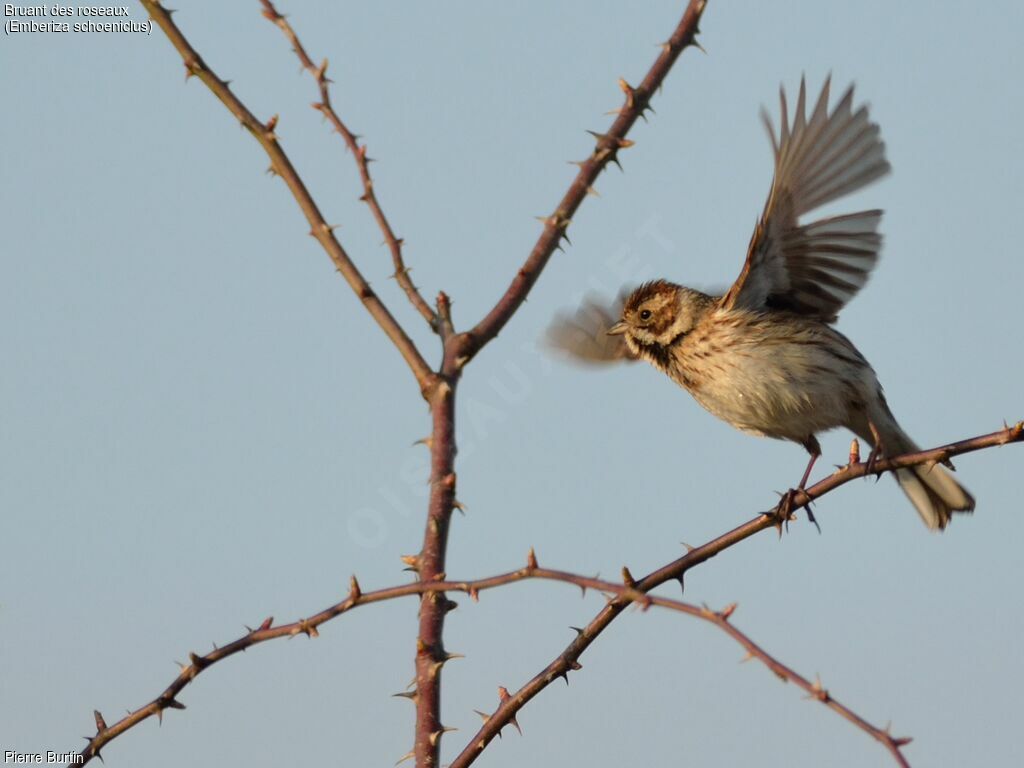 Common Reed Bunting