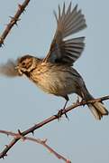 Common Reed Bunting