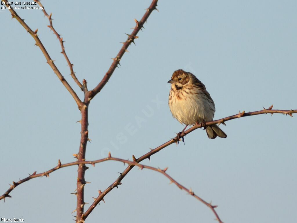 Common Reed Bunting