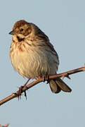 Common Reed Bunting