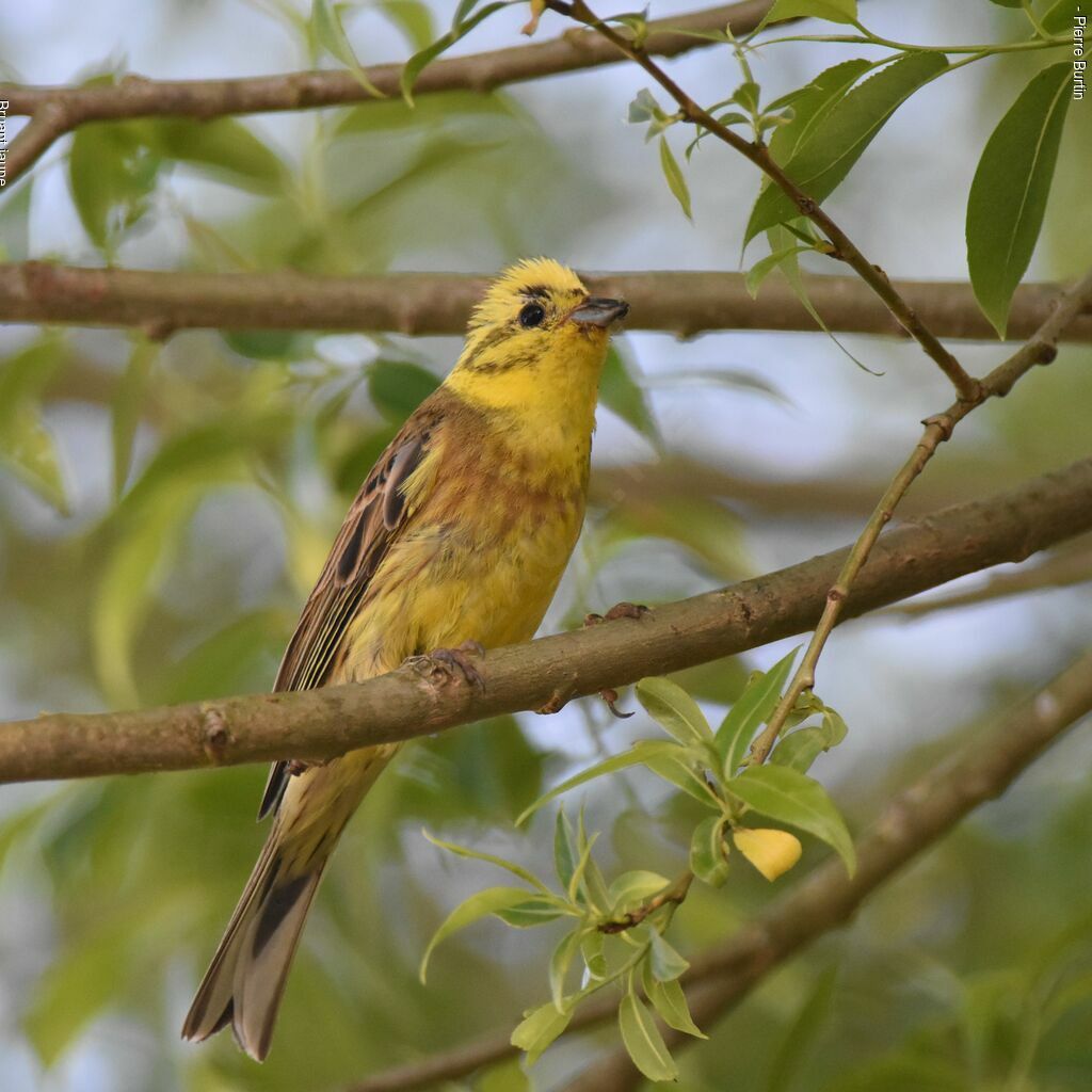 Yellowhammer