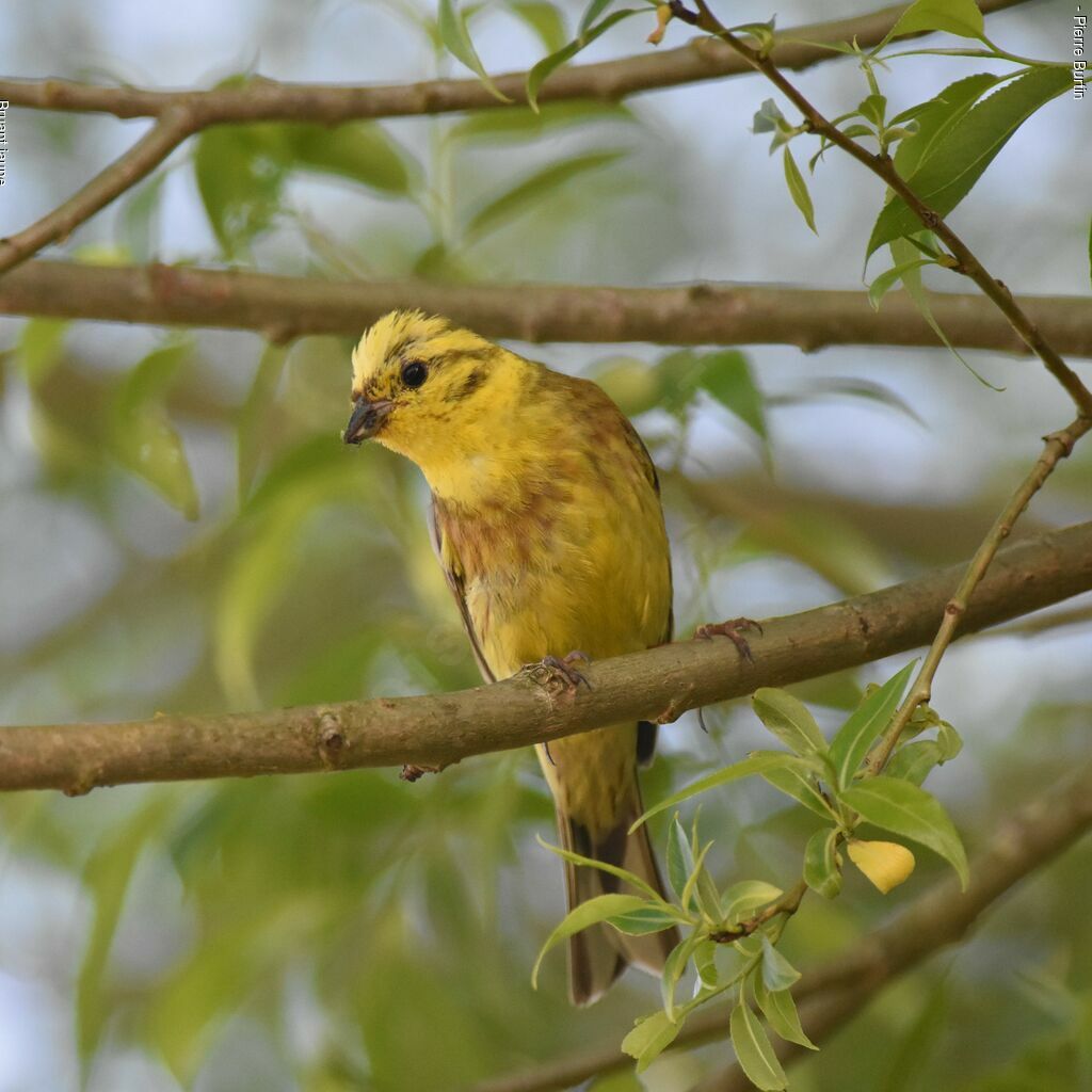 Bruant jaune