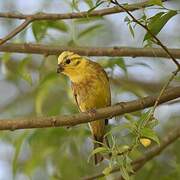 Yellowhammer