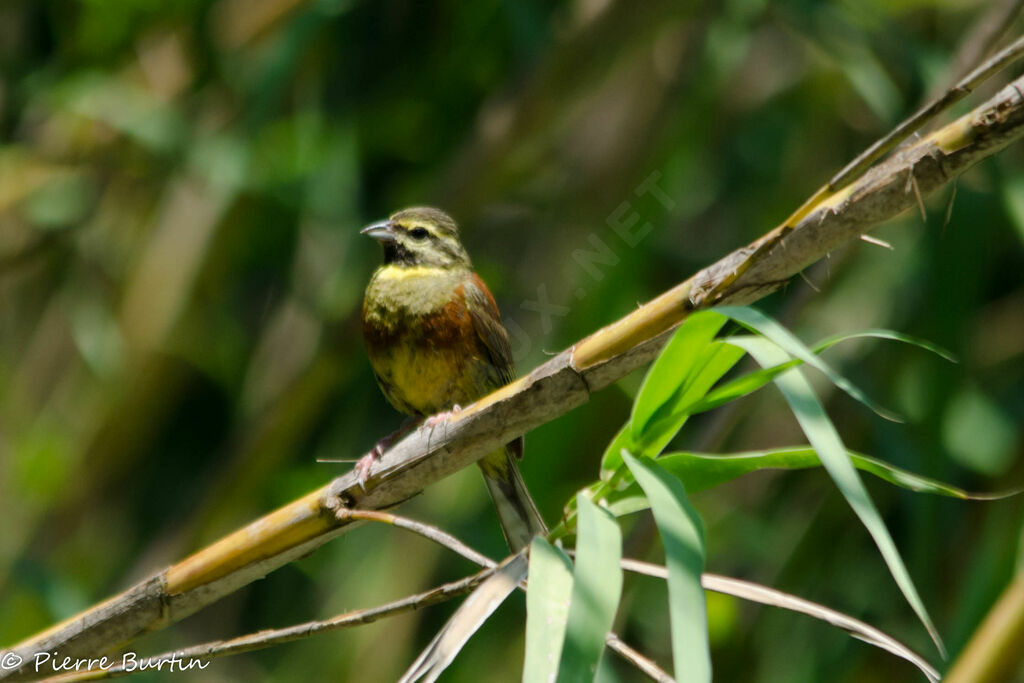 Cirl Bunting male