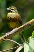 Cirl Bunting