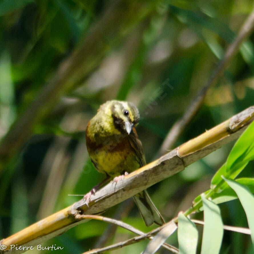 Cirl Bunting