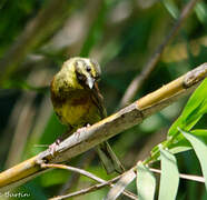 Cirl Bunting