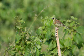 Cirl Bunting