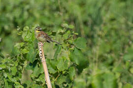 Cirl Bunting