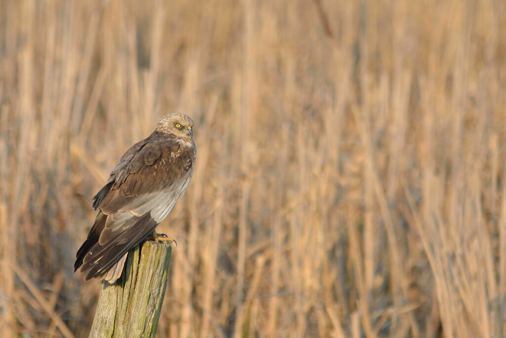 Western Marsh Harrier