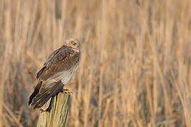 Western Marsh Harrier