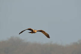 Western Marsh Harrier