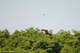 Western Marsh Harrier