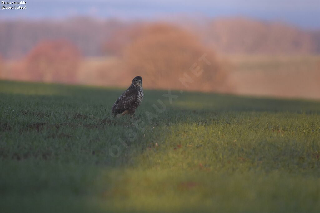 Common Buzzard