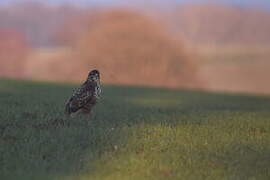 Common Buzzard