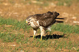 Common Buzzard