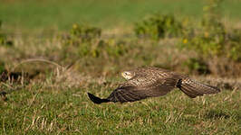 Buse variable