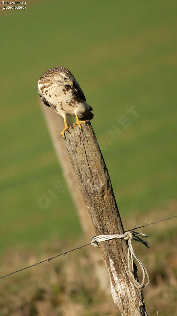 Common Buzzard