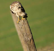 Common Buzzard