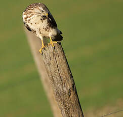 Buse variable