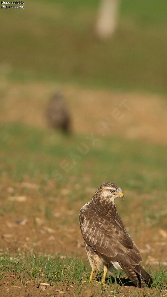 Common Buzzard