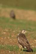 Common Buzzard