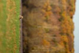 Common Buzzard