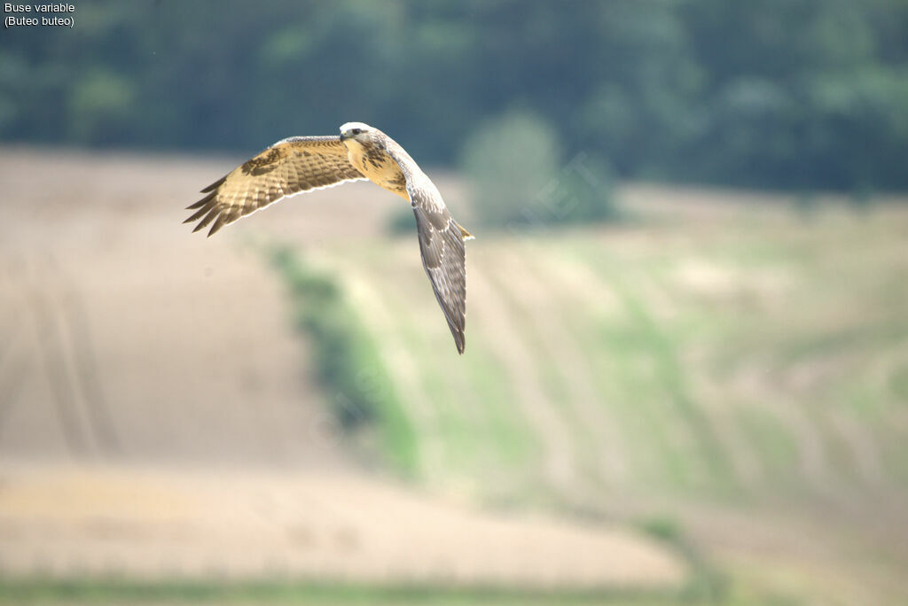 Common Buzzard