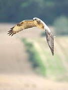 Common Buzzard